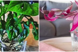 10 Tanaman rambat hidroponik, bikin rumah makin asri dan segar