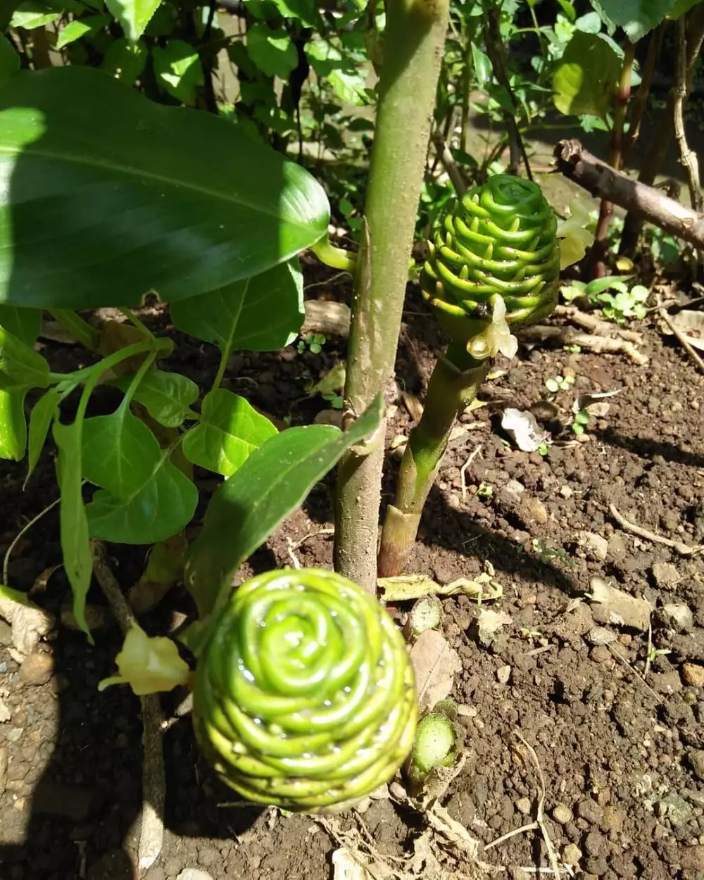 tanaman obat dari akar © freepik.com