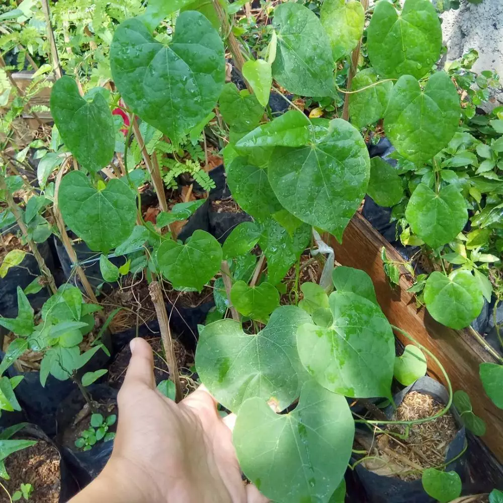 tanaman obat dari akar © freepik.com