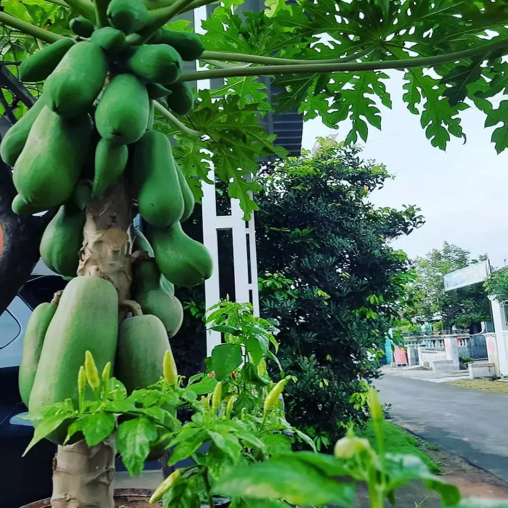 tanaman obat dari akar © freepik.com