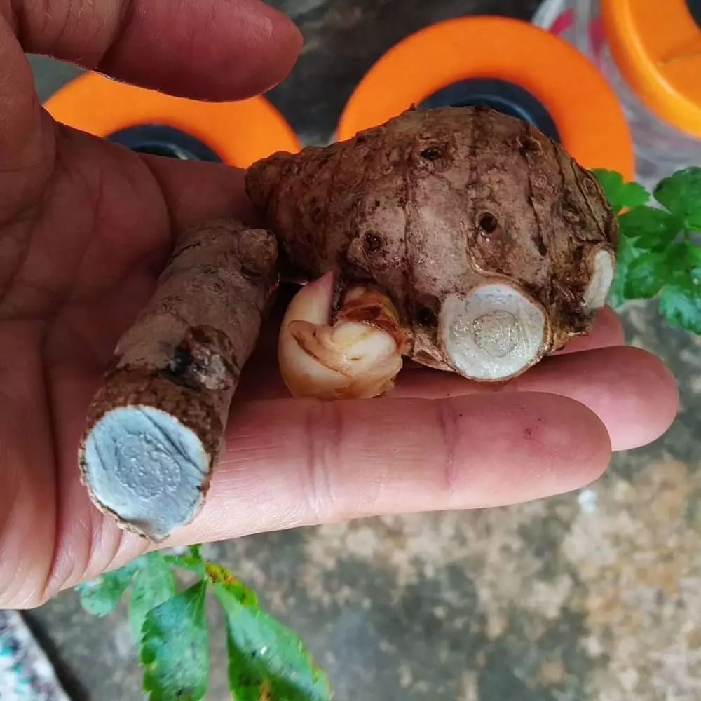 tanaman obat dari akar © freepik.com