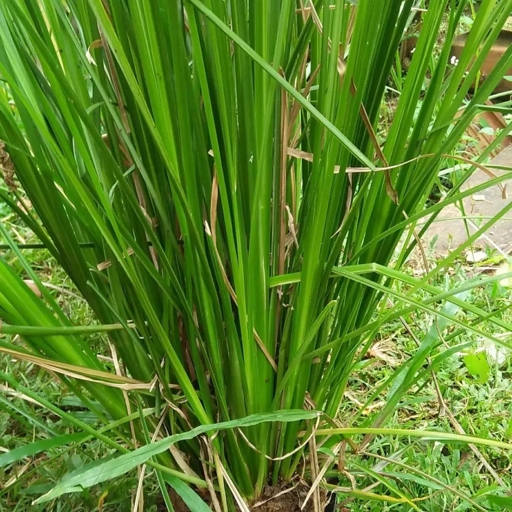 tanaman obat dari akar © freepik.com