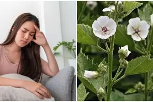 9 Tanaman obat dari akar dan khasiatnya untuk kesehatan