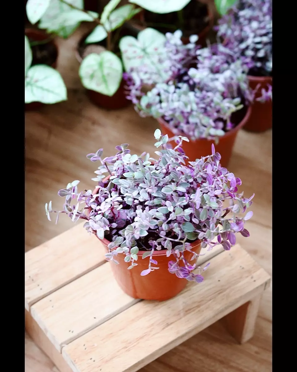 Cara merawat tanaman gantung kribo Instagram ; freepik © 2021 brilio.net