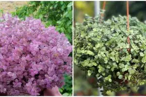 Cara merawat tanaman gantung kribo agar subur dan awet