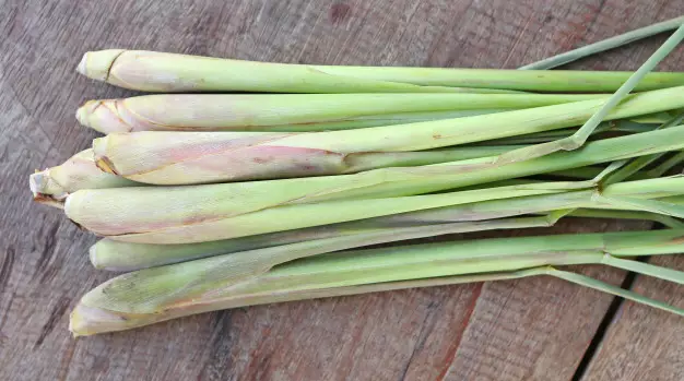 Tanaman penangkal ular © freepik.com Tanaman penangkal ular © freepik.com