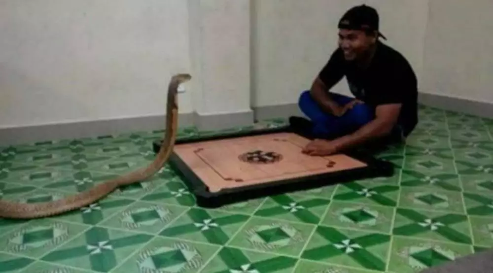 main karambol © Berbagai Sumber main karambol © Berbagai Sumber