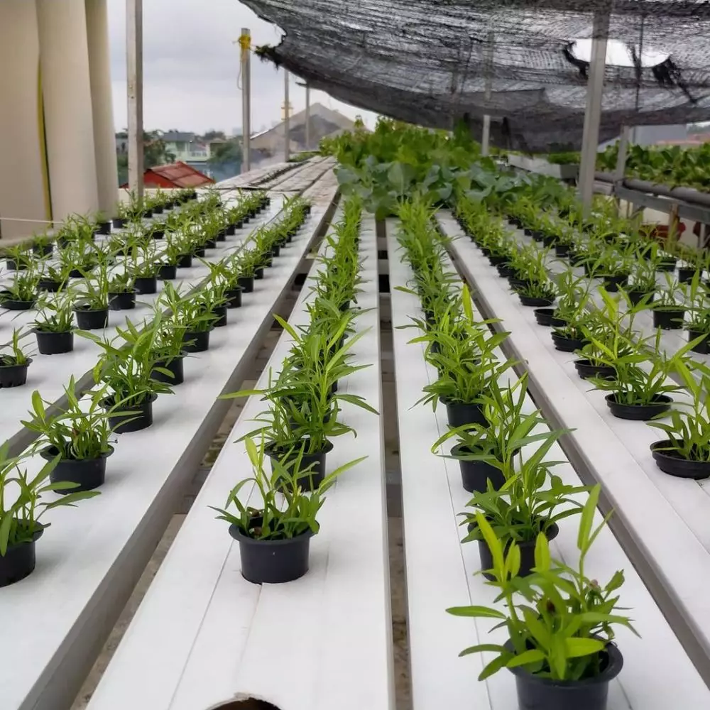 Tanaman hidroponik rumahan Instagram ; pexels : freepik © 2021 brilio.net Tanaman hidroponik rumahan Instagram ; pexels : freepik © 2021 brilio.net