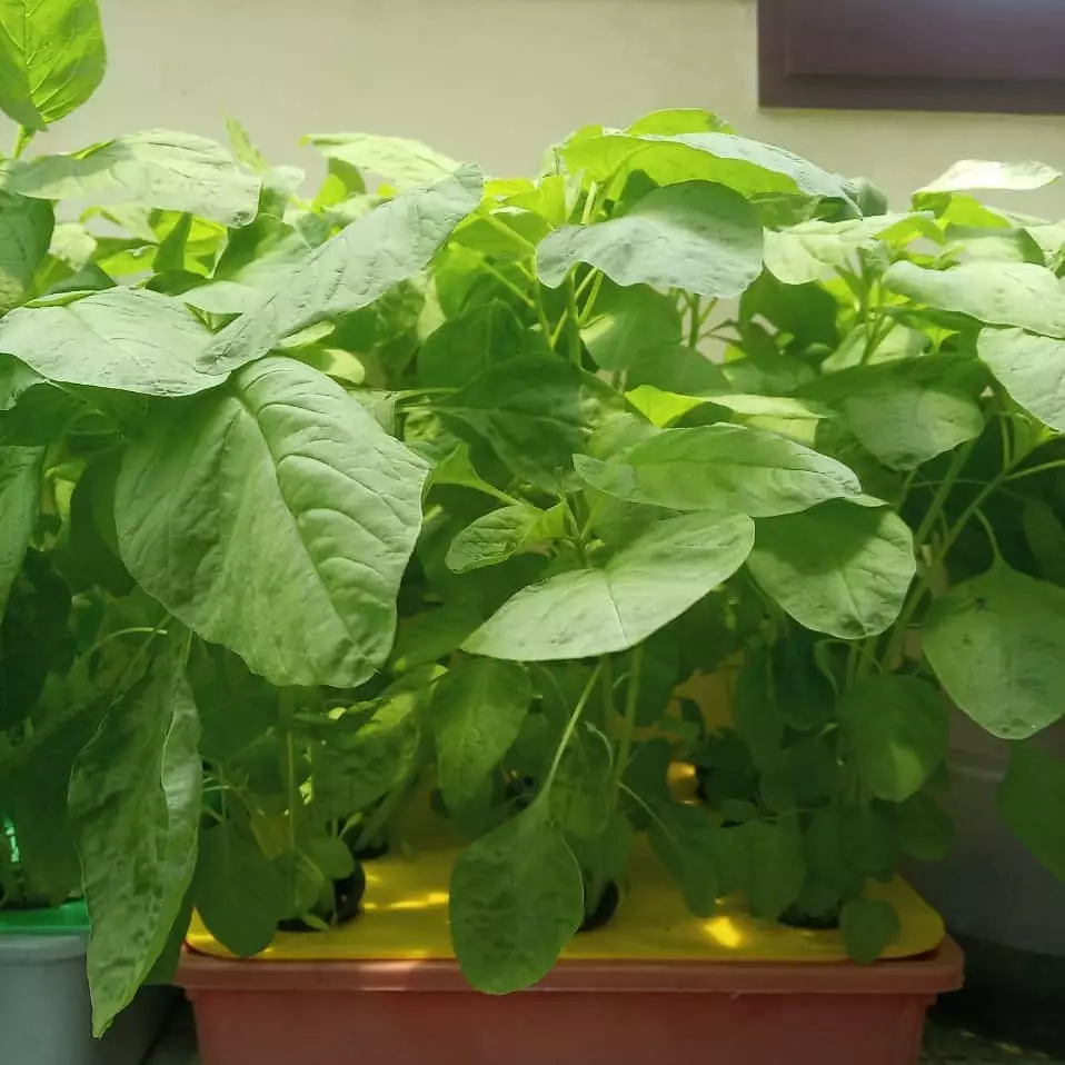 Tanaman hidroponik rumahan Instagram ; pexels : freepik © 2021 brilio.net Tanaman hidroponik rumahan Instagram ; pexels : freepik © 2021 brilio.net