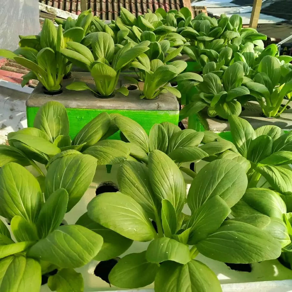 Tanaman hidroponik rumahan Instagram ; pexels : freepik © 2021 brilio.net Tanaman hidroponik rumahan Instagram ; pexels : freepik © 2021 brilio.net