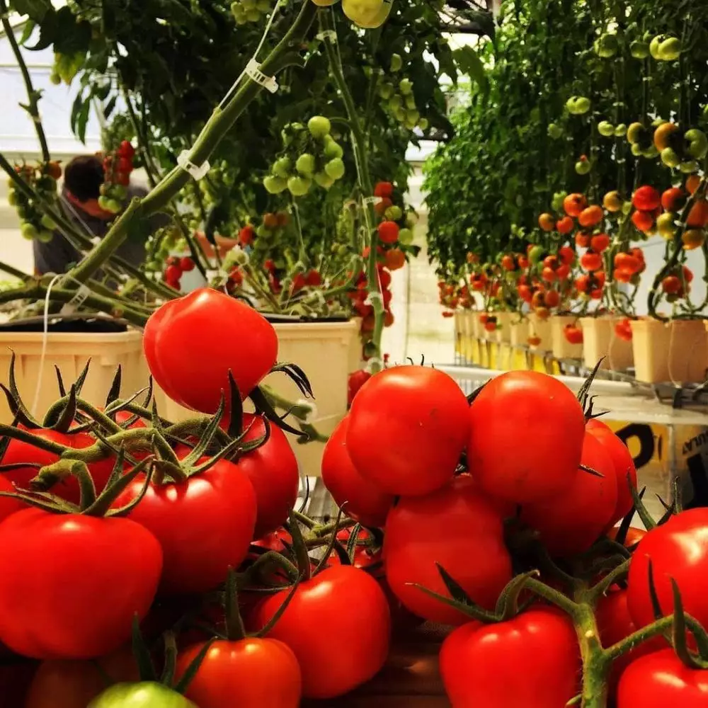 Tanaman hidroponik rumahan Instagram ; pexels : freepik © 2021 brilio.net Tanaman hidroponik rumahan Instagram ; pexels : freepik © 2021 brilio.net