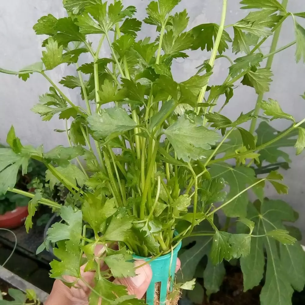 Tanaman hidroponik rumahan Instagram ; pexels : freepik © 2021 brilio.net Tanaman hidroponik rumahan Instagram ; pexels : freepik © 2021 brilio.net