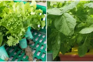 7 Tanaman hidroponik rumahan, mudah ditanam dan cocok untuk bisnis