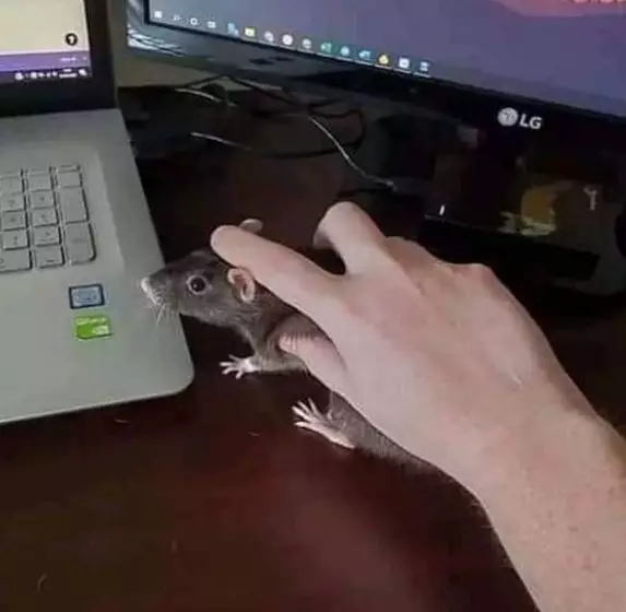 10 Hasil garapan kocak  istimewa