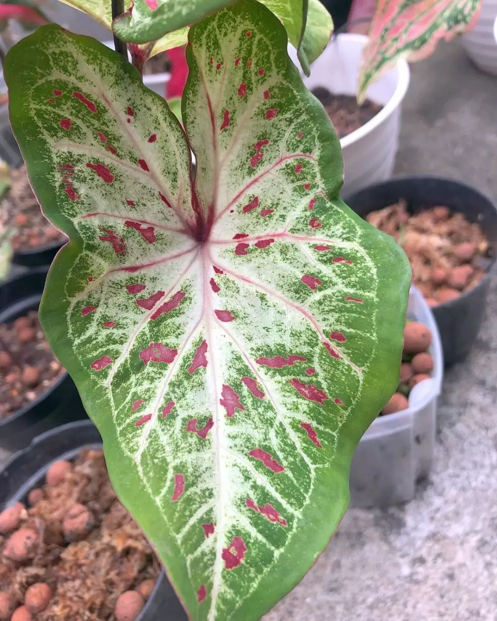 Cara merawat keladi gingerland © Instagram