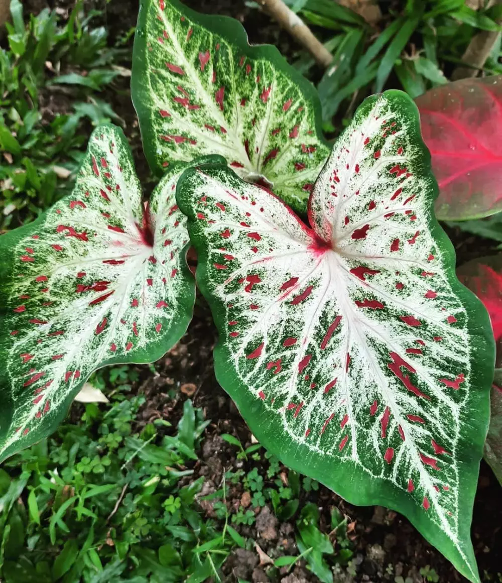 Cara merawat keladi gingerland © Instagram