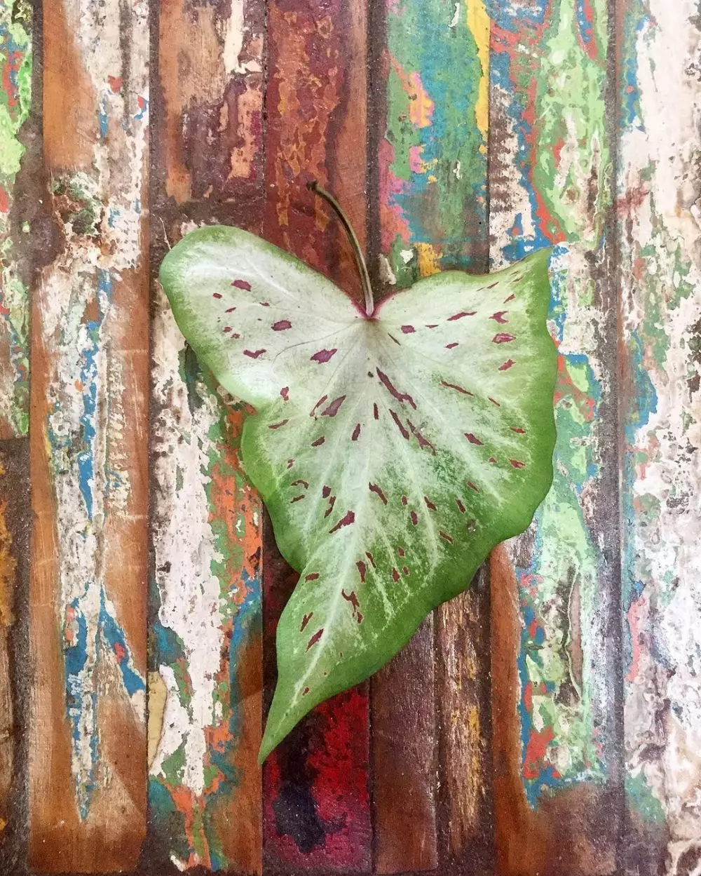 Cara merawat keladi gingerland © Instagram