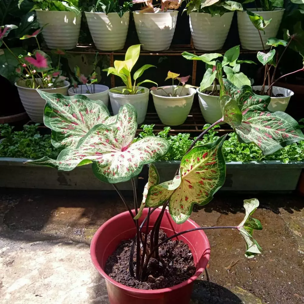 Cara merawat keladi gingerland © Instagram