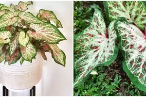 Cara merawat keladi merah dan hijau gingerland, bikin rumah sejuk