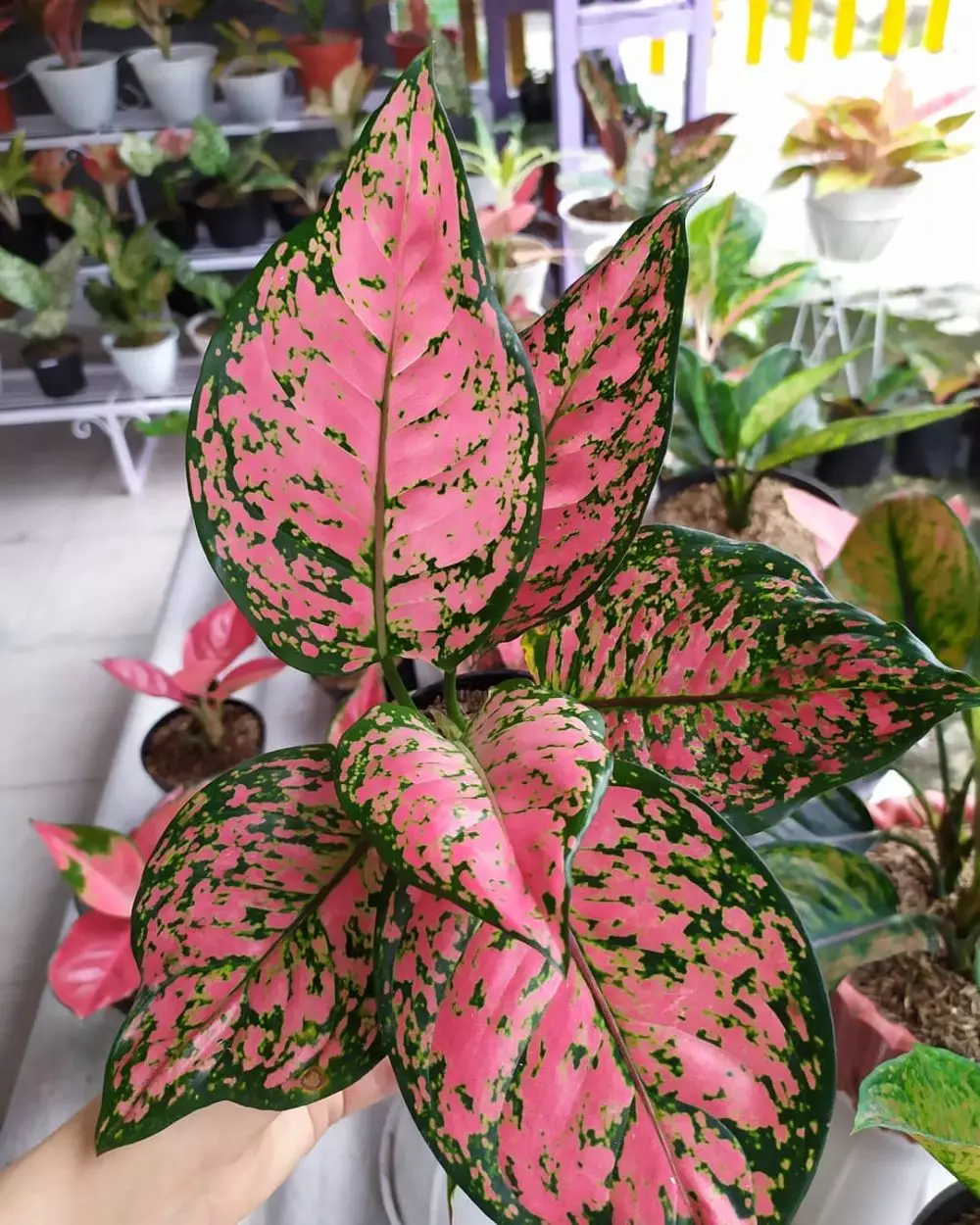 Mengenal filosofi bunga aglonema Instagram