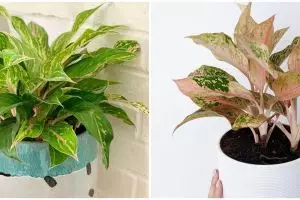 Mengenal filosofi bunga aglonema, bunga pembawa keberuntungan