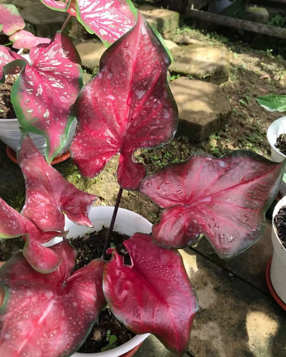 Mengenal keladi minyak warna merah Instagram