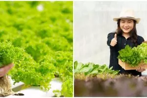 9 Kelebihan tanaman hidroponik yang wajib diketahui