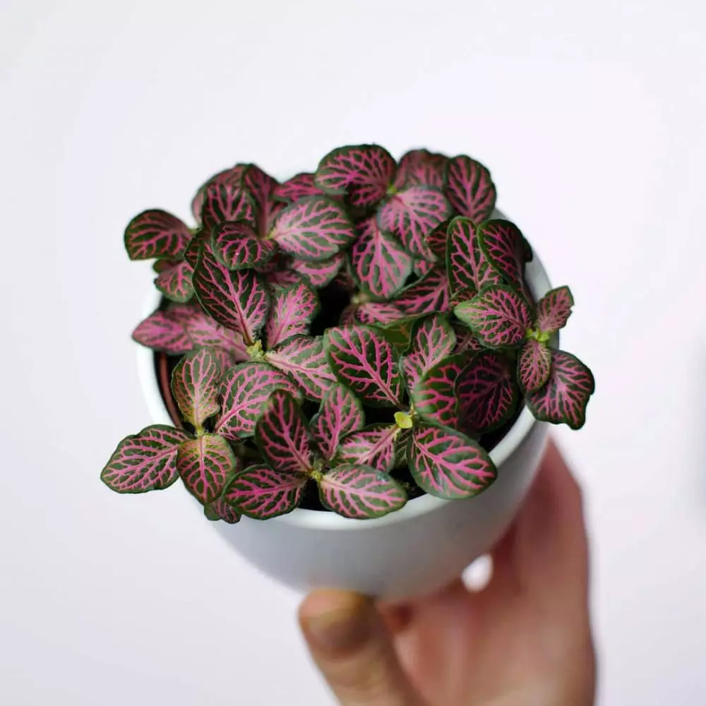 Jenis tanaman hias daun fittonia Instagram © 2021 brilio.net