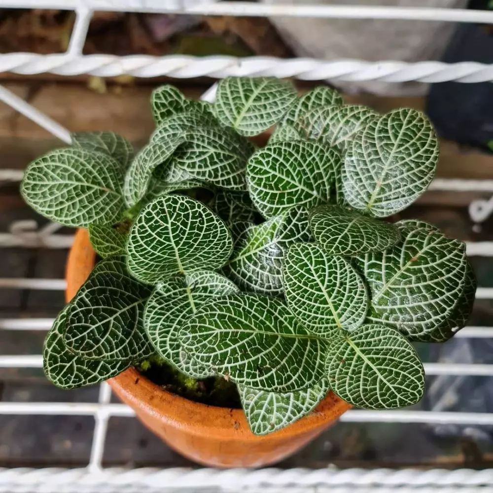 Jenis tanaman hias daun fittonia Instagram © 2021 brilio.net