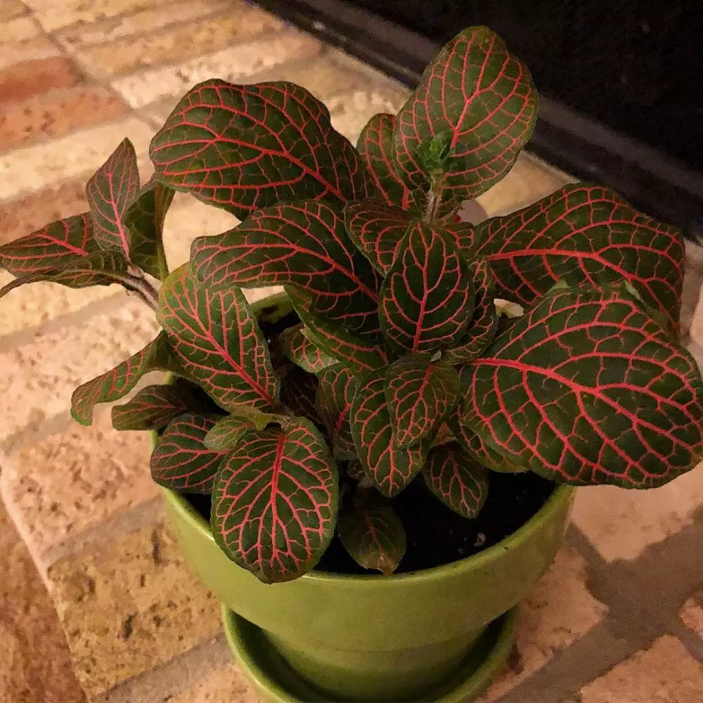 Jenis tanaman hias daun fittonia Instagram © 2021 brilio.net