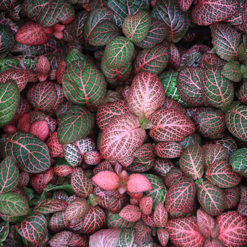 Jenis tanaman hias daun fittonia Instagram © 2021 brilio.net