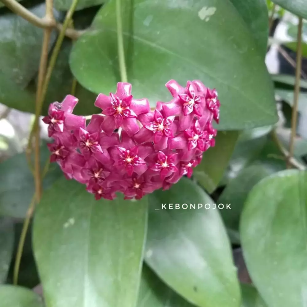 Macam tanaman hias gantung hoya Instagram © 2021 brilio.net Macam tanaman hias gantung hoya Instagram © 2021 brilio.net