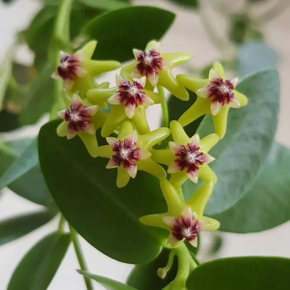 Macam tanaman hias gantung hoya Instagram © 2021 brilio.net Macam tanaman hias gantung hoya Instagram © 2021 brilio.net