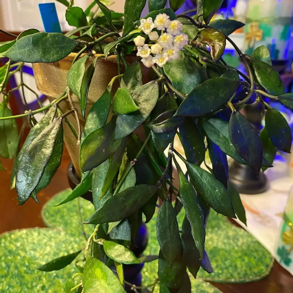 Macam tanaman hias gantung hoya Instagram © 2021 brilio.net Macam tanaman hias gantung hoya Instagram © 2021 brilio.net