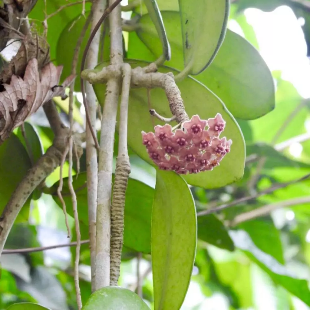 Macam tanaman hias gantung hoya Instagram © 2021 brilio.net Macam tanaman hias gantung hoya Instagram © 2021 brilio.net