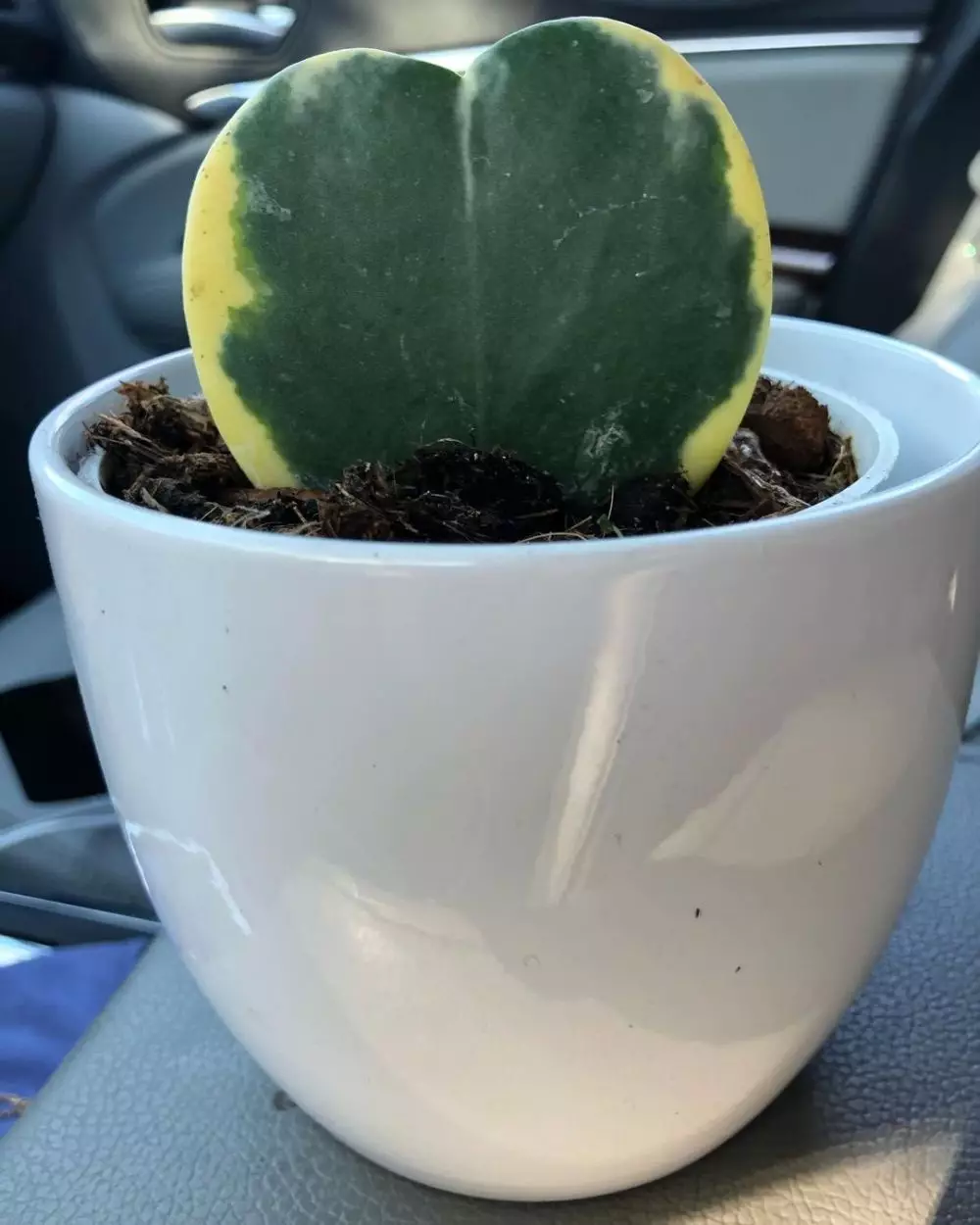 Macam tanaman hias gantung hoya Instagram © 2021 brilio.net Macam tanaman hias gantung hoya Instagram © 2021 brilio.net