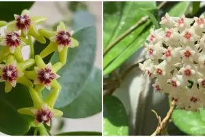 7 Macam tanaman hias gantung hoya, cantik dan segar