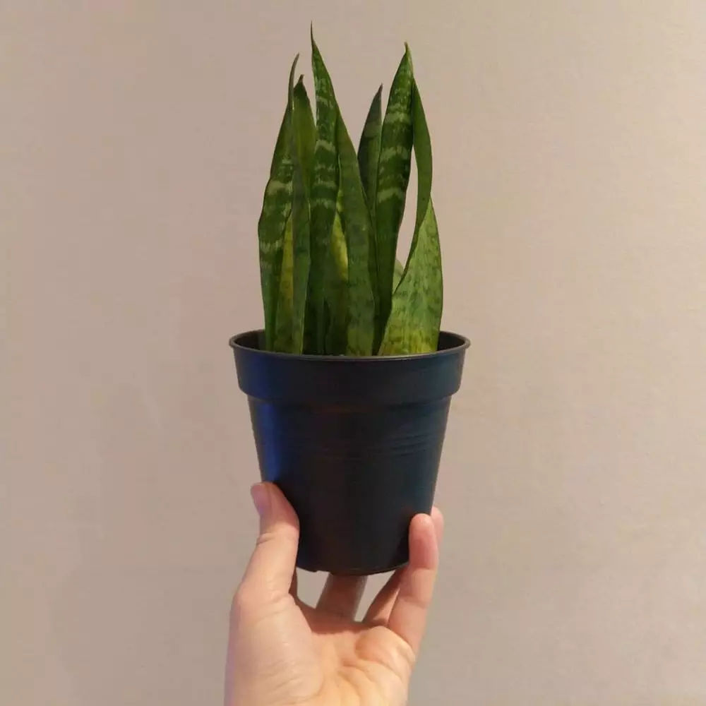 Tanaman penyubur rambut © Instagram Tanaman penyubur rambut © Instagram