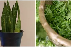 Lidah mertua dan 6 tanaman ini mampu menyuburkan rambut secara alami