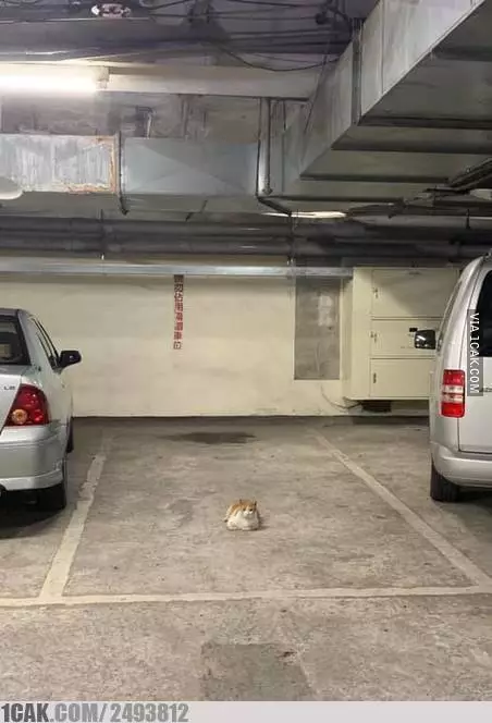 momen pas di tempat parkir © 2021 1cak.com