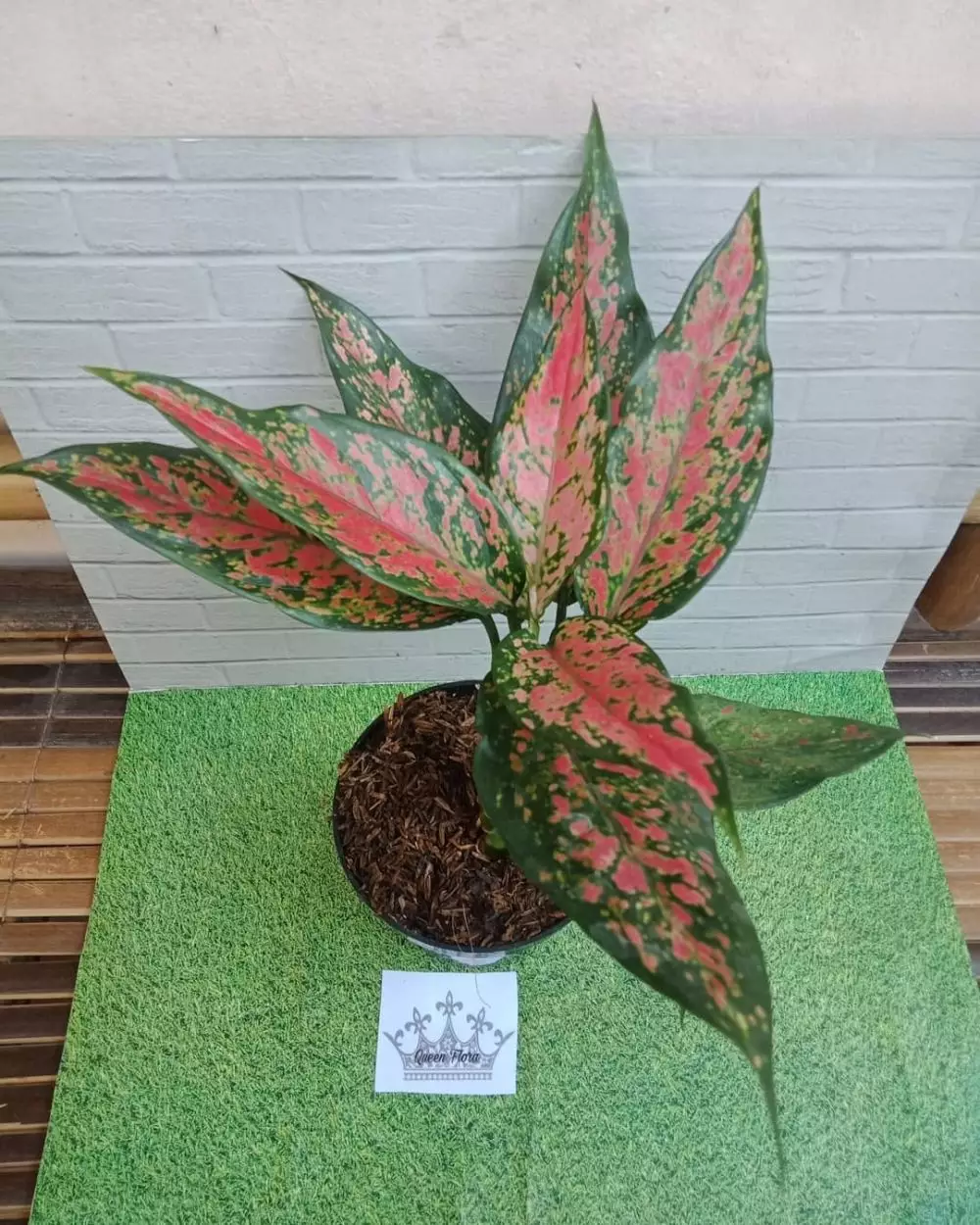 Jenis bunga aglonema import Instagram