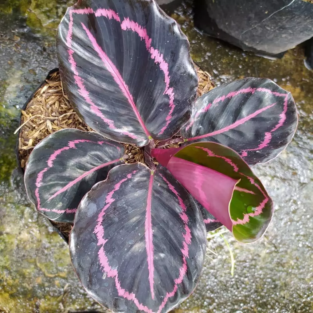 Jenis bunga aglonema import Instagram