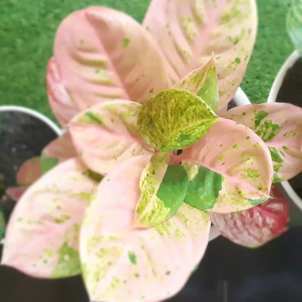 Jenis bunga aglonema import Instagram