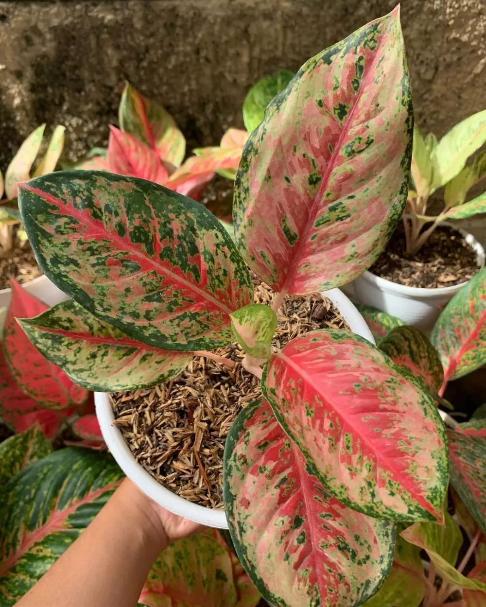 Jenis bunga aglonema import Instagram