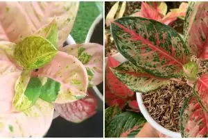 Jenis bunga aglonema impor, lengkap dengan harganya