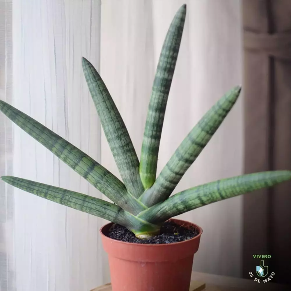 Jenis lidah mertua yang bagus untuk ruangan Instagram