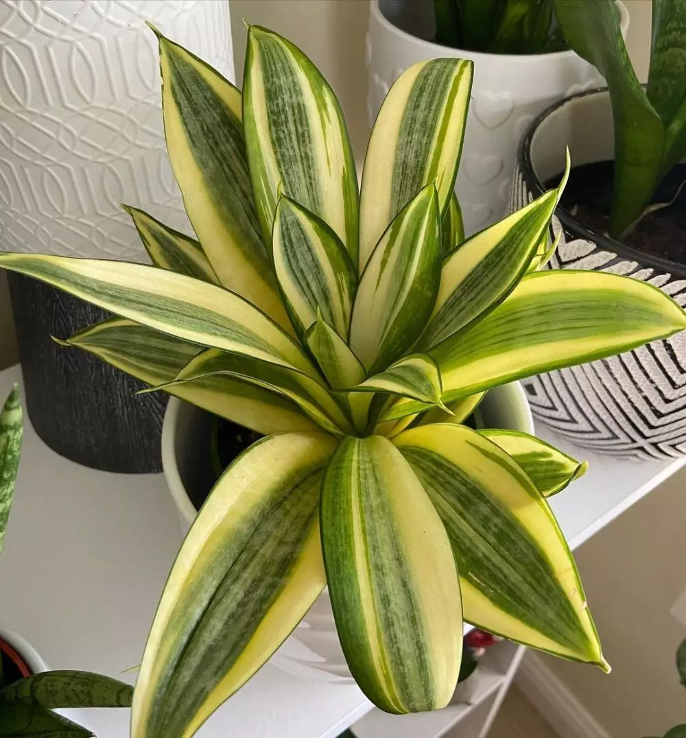 Jenis lidah mertua yang bagus untuk ruangan Instagram