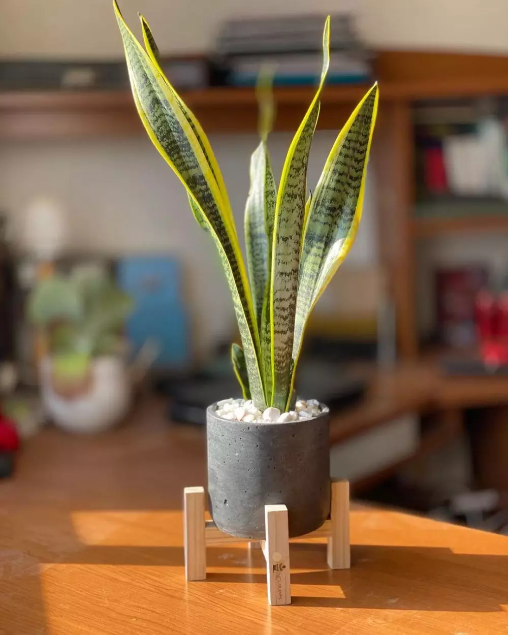 Jenis lidah mertua yang bagus untuk ruangan Instagram