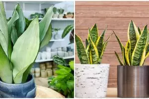 Cara merawat lidah mertua outdoor, perhatikan paparan sinar matahari