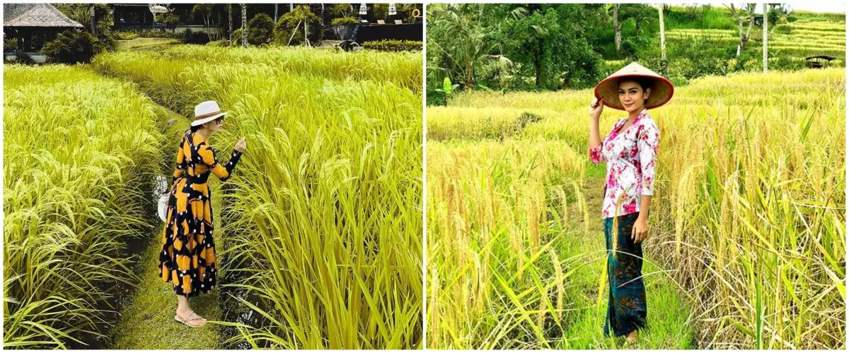Beda gaya 10 seleb cantik pemotretan di sawah, Wulan Guritno memesona
